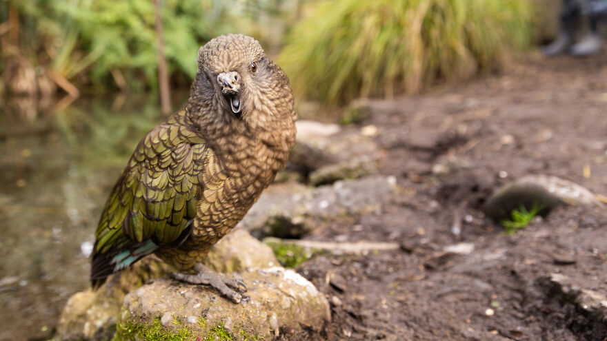This Kea Is Missing Half His Beak, But Has Learned To Use Stones As Tools To Keep Himself Clean This Kea Is Missing Half His Beak, But Has Learned To Use Stones As Tools To Keep Himself Clean