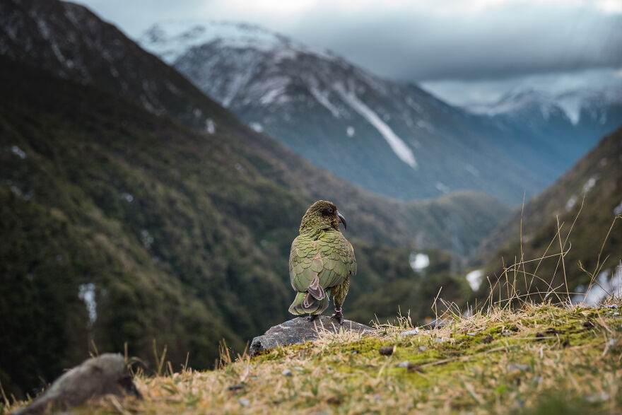 This Kea Is Missing Half His Beak, But Has Learned To Use Stones As Tools To Keep Himself Clean This Kea Is Missing Half His Beak, But Has Learned To Use Stones As Tools To Keep Himself Clean