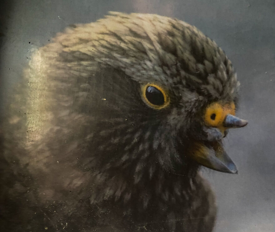 This Kea Is Missing Half His Beak, But Has Learned To Use Stones As Tools To Keep Himself Clean This Kea Is Missing Half His Beak, But Has Learned To Use Stones As Tools To Keep Himself Clean