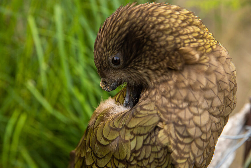 This Kea Is Missing Half His Beak, But Has Learned To Use Stones As Tools To Keep Himself Clean This Kea Is Missing Half His Beak, But Has Learned To Use Stones As Tools To Keep Himself Clean