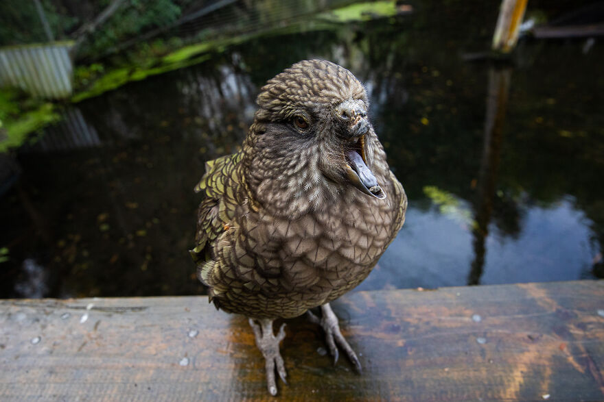This Kea Is Missing Half His Beak, But Has Learned To Use Stones As Tools To Keep Himself Clean This Kea Is Missing Half His Beak, But Has Learned To Use Stones As Tools To Keep Himself Clean