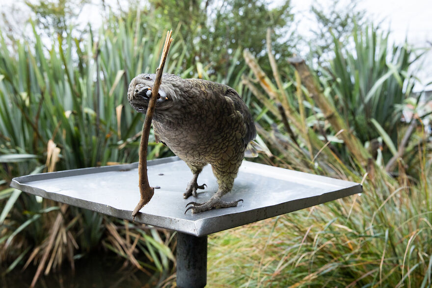 This Kea Is Missing Half His Beak, But Has Learned To Use Stones As Tools To Keep Himself Clean This Kea Is Missing Half His Beak, But Has Learned To Use Stones As Tools To Keep Himself Clean