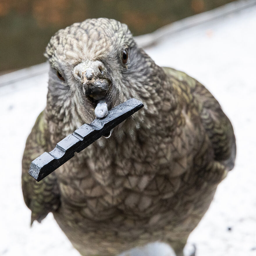 This Kea Is Missing Half His Beak, But Has Learned To Use Stones As Tools To Keep Himself Clean This Kea Is Missing Half His Beak, But Has Learned To Use Stones As Tools To Keep Himself Clean