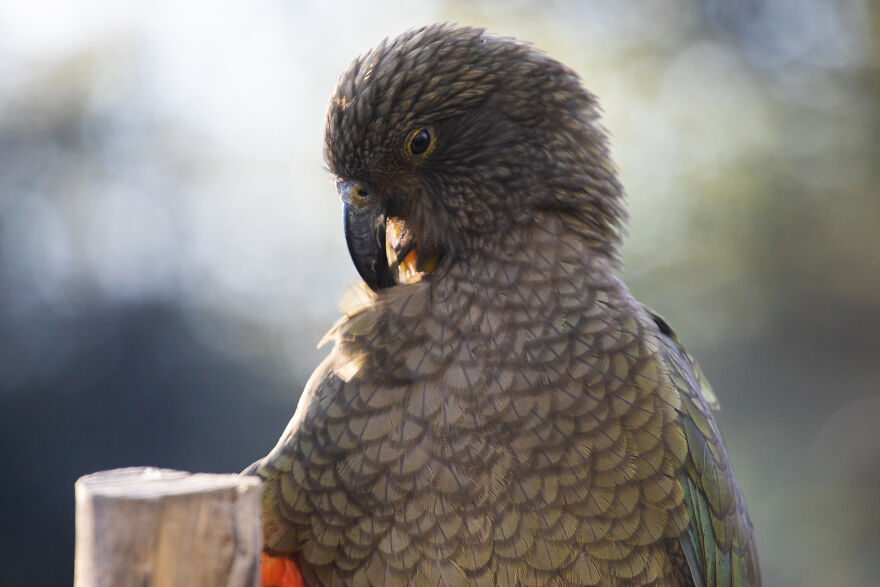 This Kea Is Missing Half His Beak, But Has Learned To Use Stones As Tools To Keep Himself Clean This Kea Is Missing Half His Beak, But Has Learned To Use Stones As Tools To Keep Himself Clean