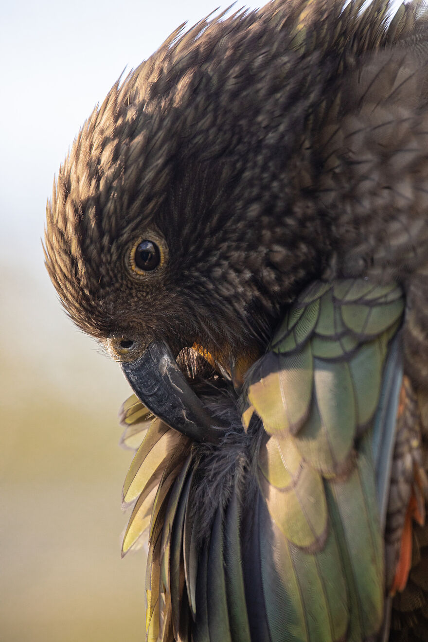 This Kea Is Missing Half His Beak, But Has Learned To Use Stones As Tools To Keep Himself Clean This Kea Is Missing Half His Beak, But Has Learned To Use Stones As Tools To Keep Himself Clean