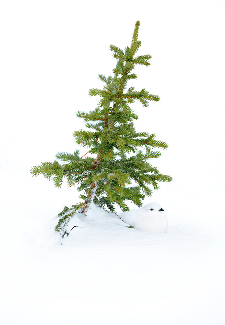 Highly Commended: Tim Hopwood - Present Under The Tree (Birds In The Environment)