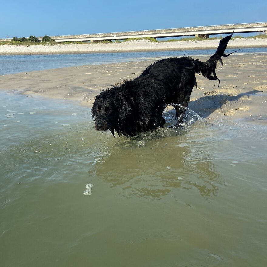 Garnet Getting Back Into The Water