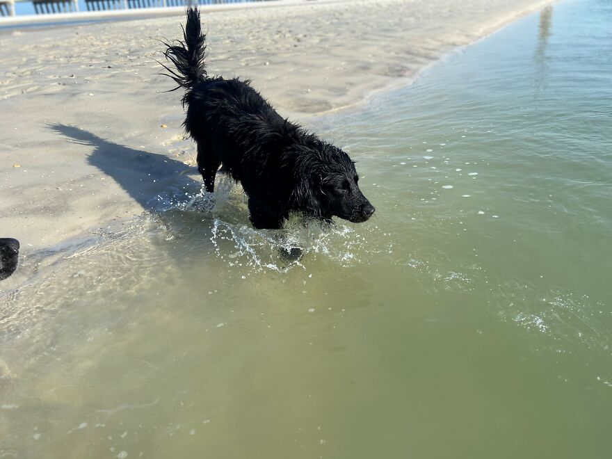 Garnet Shaking Off The Water
