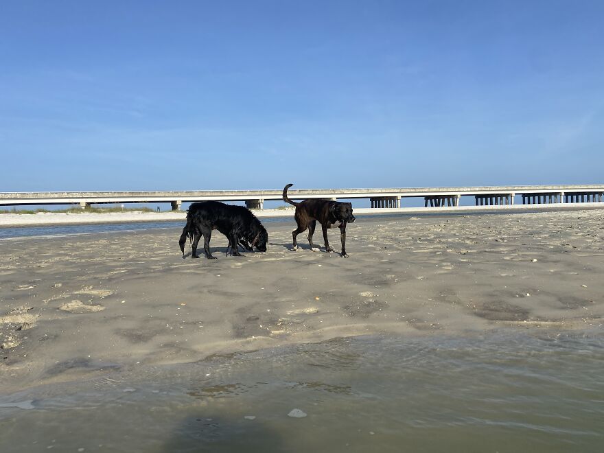 Garnet And Ginnie Sniffing For Buried Treasure