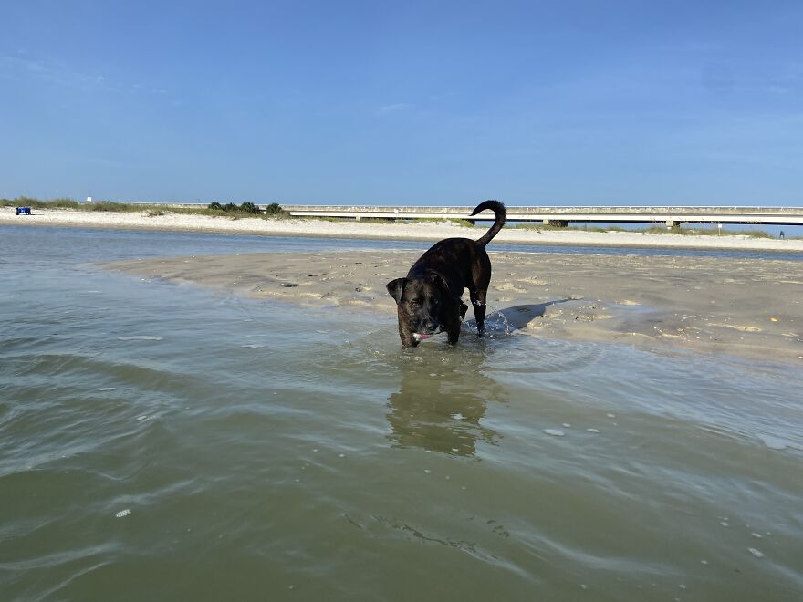 Ginnie Getting In The Water To Play More Fetch