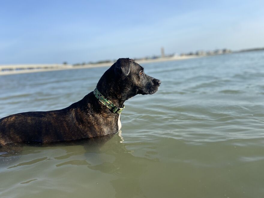 Ginnie Scanning The Water To Locate Her Ball
