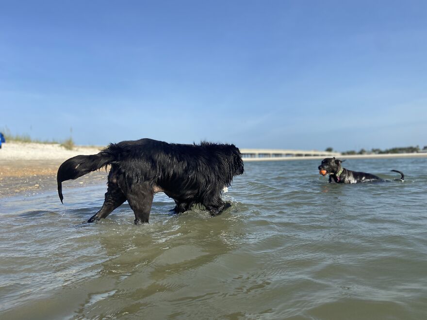 Garnet And Ginnie Playing "Keep Away"