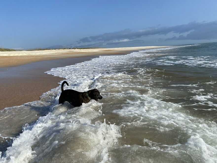 Ginnie Attempting To Catch The Waves