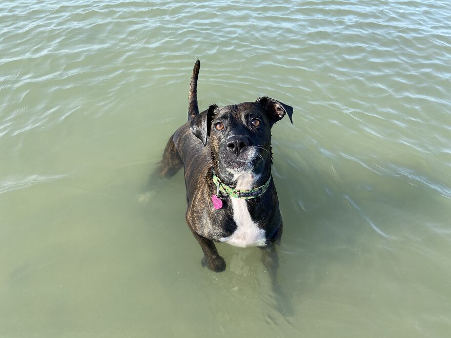 Ginnie Getting Ready To Catch The Ball