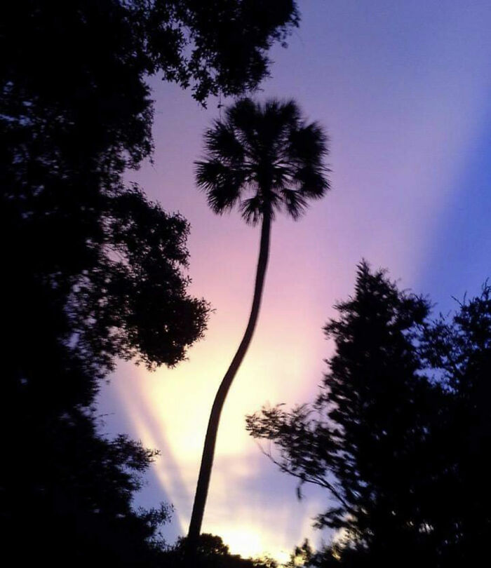 My Backyard In Florida