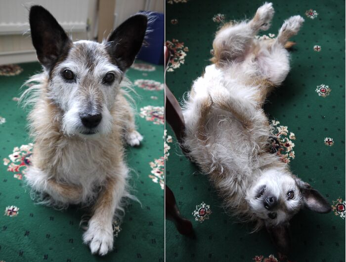 This Is Buster, 16 Years Old. He Is A Jack Russell And Cairn Terrier Mix.