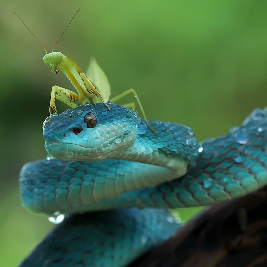 Photographer Accidentally Captured A Photo Of This Extremely Chill Lizard Basking In The Sun (+21 More Of His Pics)