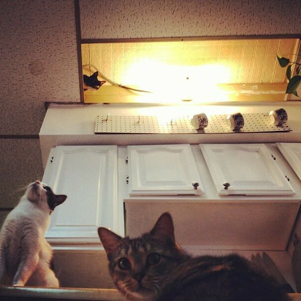 Weezie Has Ascended To Ceiling Cat Greatness. Suri & Creampuff Question Her Divinity