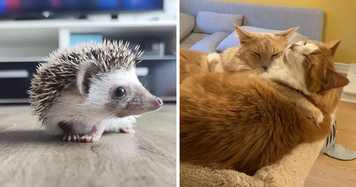 40 Reconfortantes fotos de mascotas rescatadas este mes de septiembre para sanar tu alma