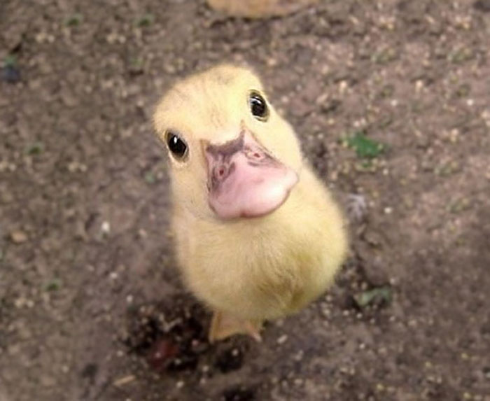 El patito más tierno