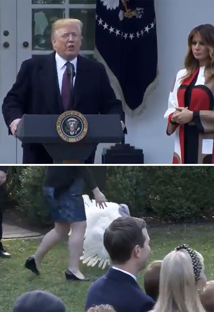 In 2018, President Trump Attacked Carrots The Turkey For Refusing To Concede He Had Lost The Vote On The White House Turkey Pardon Contest. "This Was A Fair Election... Unfortunately, Carrots Refused To Concede And Demanded A Recount."