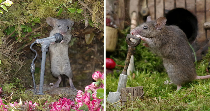 I Built A Little World In My Garden For Mice To Live In, And They’re Thriving (30 Pics)