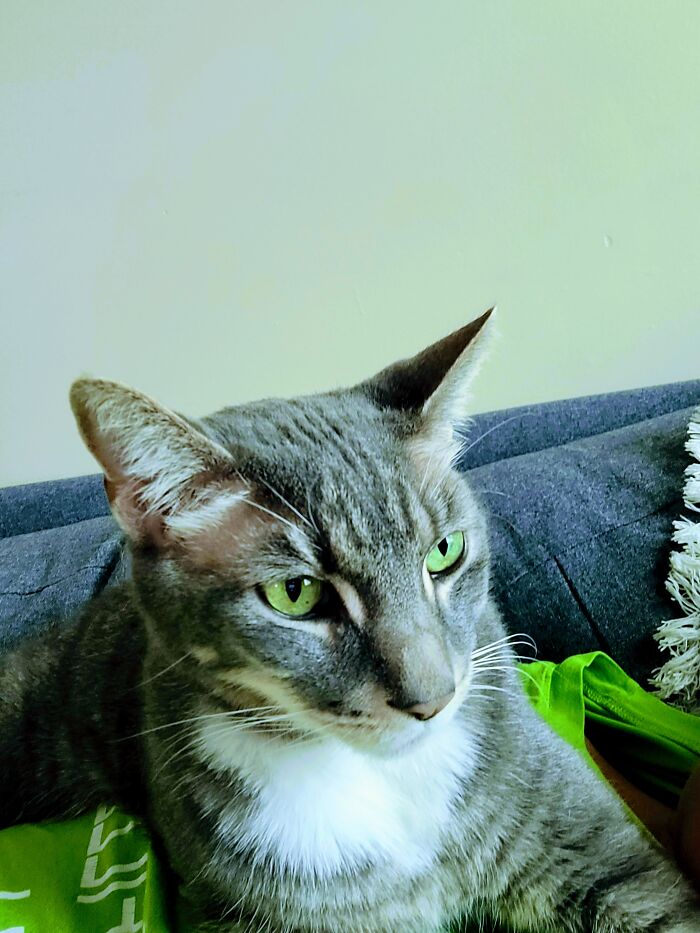 My 11 Year Old Cat, Basil. He Is The Bestest Boi :)