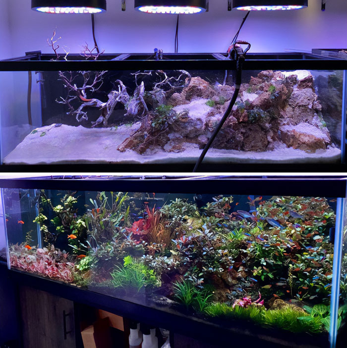 125 Gallon Buce Tank