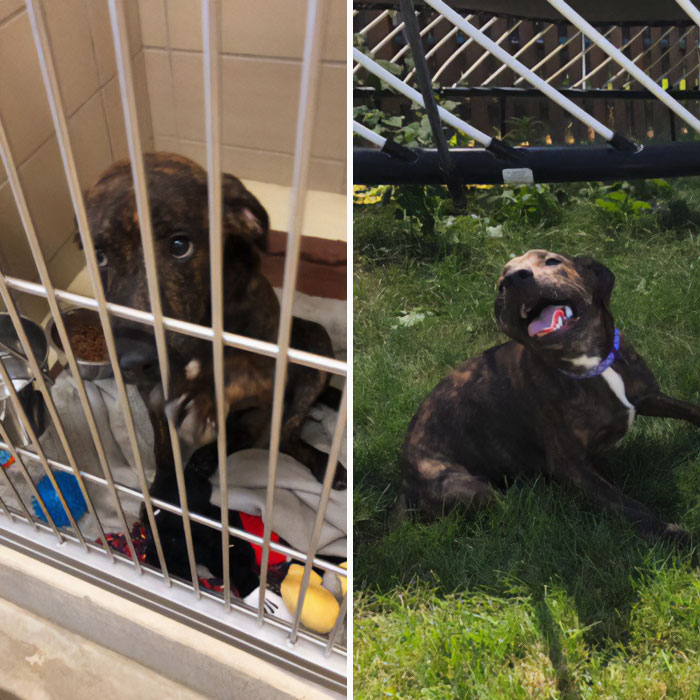 This Poor Baby Was Giving Me Those Sad Eyes Until We Finally Got Her Home And She Became A Whole New Dog. Welcome Home Chloe!