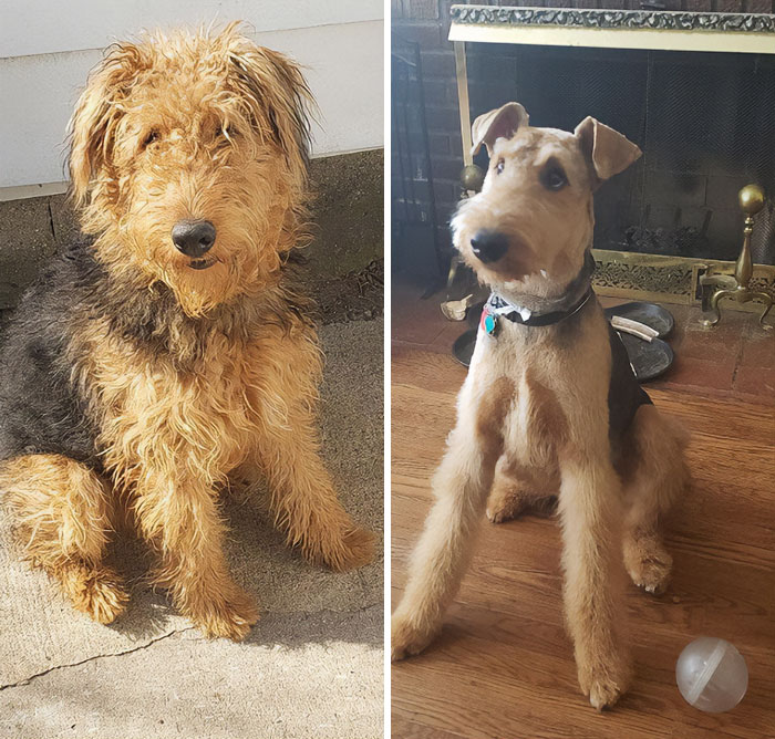 My Puppy Otis Got His First Haircut. I'm Not Sure They Gave Me Back The Same Dog