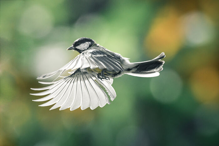 I’ve Spent 5 Years Capturing Perfectly Timed Action Shots Of Animals In Nature (35 Pics)