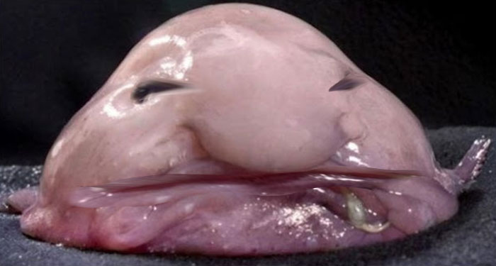 Unimpressed Blobfish Is Unimpressed