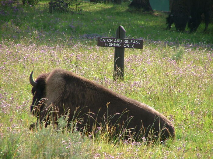 Enforcing The Rules At Yellowstone.