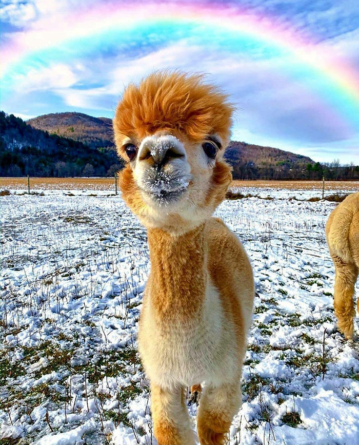 Alpaca Under A Rainbow