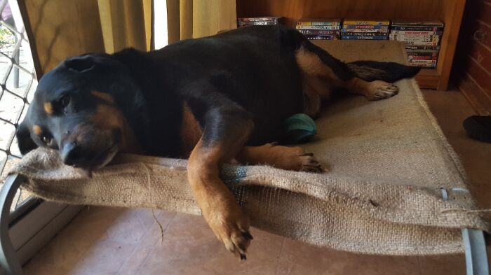 My Beautiful Old Lady, Roxy. I'll Miss Her For Ever