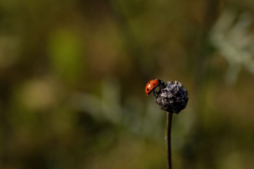Little Ladybug