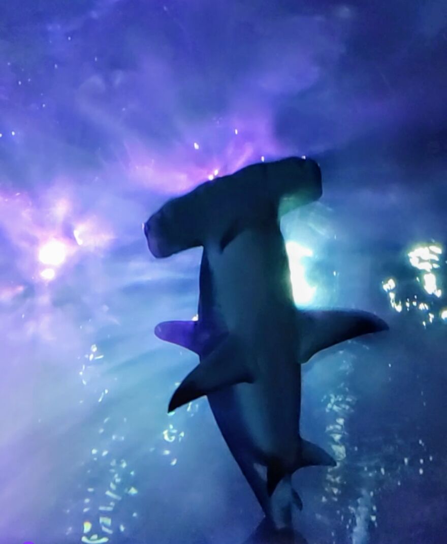 Took The Kids On A Trip To The Georgia Aquarium, Atlanta. Amazing Place.