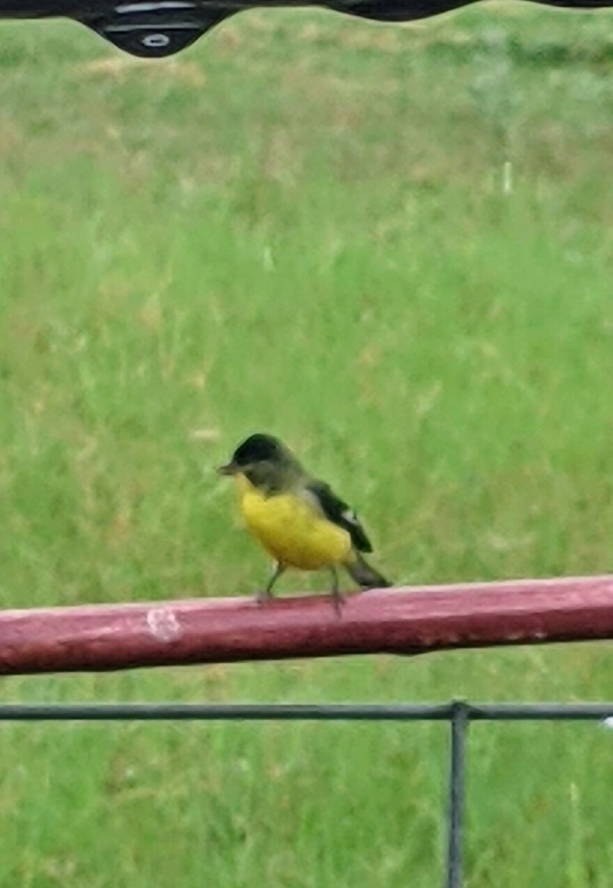 Blurry Photo Of A Bird I Found