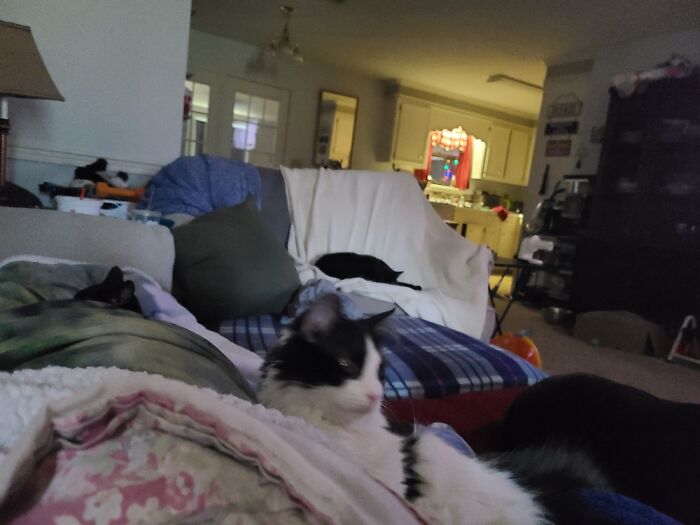 There Are 5 Animals In This Picture. Can You Find Them All?