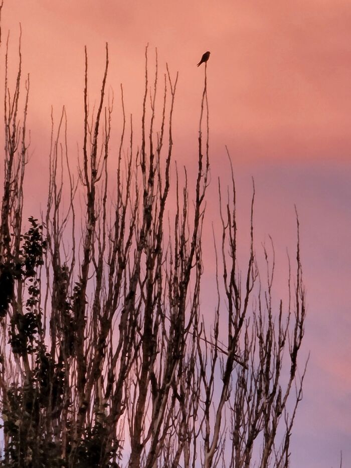 Sunset Skies Facing East In Chicago During Fires In Canada And The Western Us