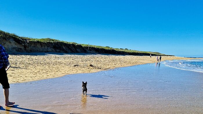 Dog ⛱ East Corrimal, Wollongong Australia