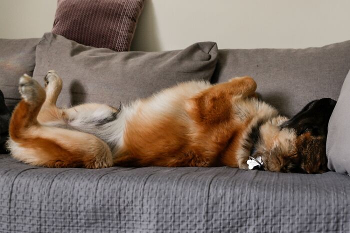 Enzo In His Favorite Sleeping Position