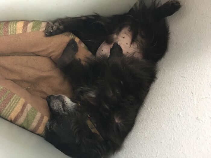 Rover - Hard To See That This Is Comfy!