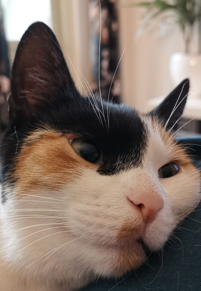 Pam Zoning Out While Getting Scritches