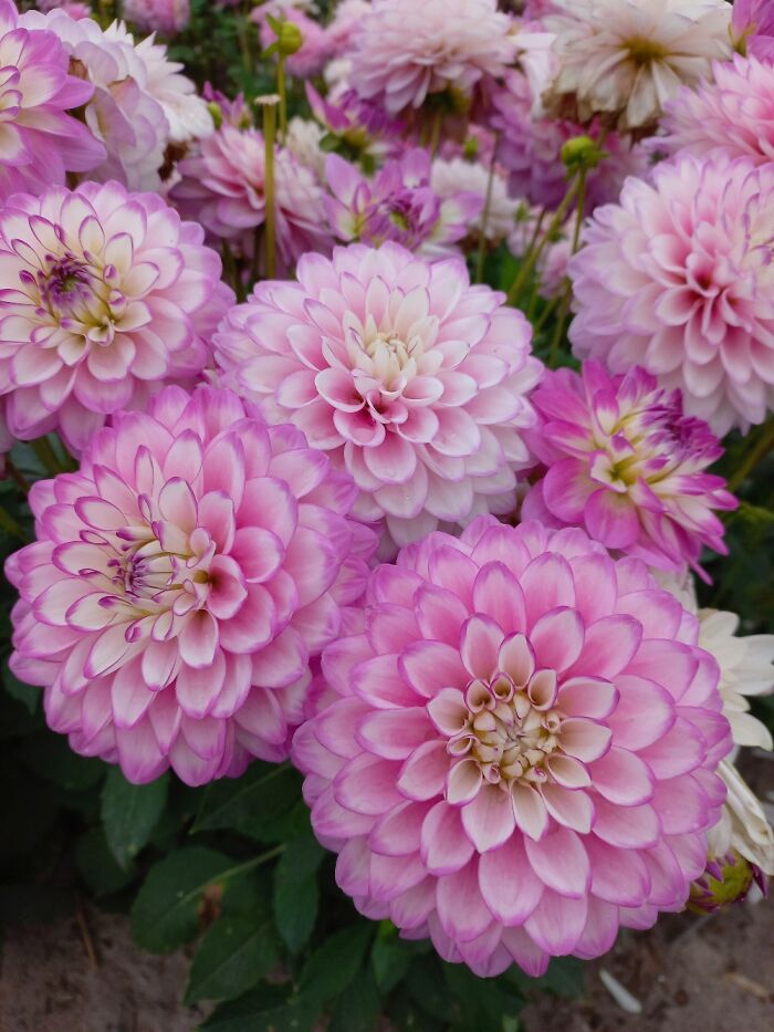 Dahlias