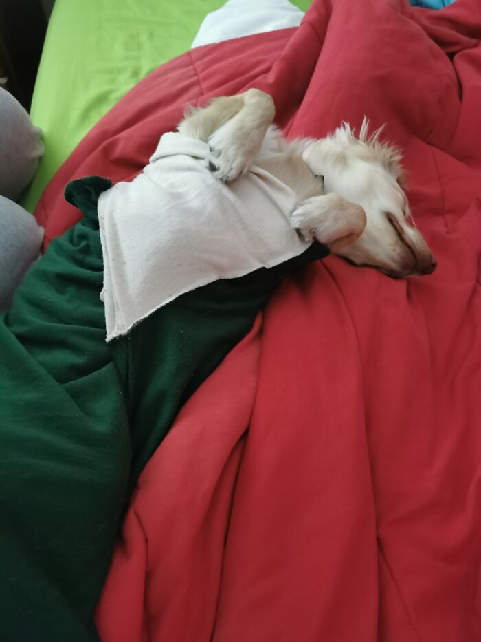 Kenny, My Mum's Dog. I Fall In Love With Him This Summer.