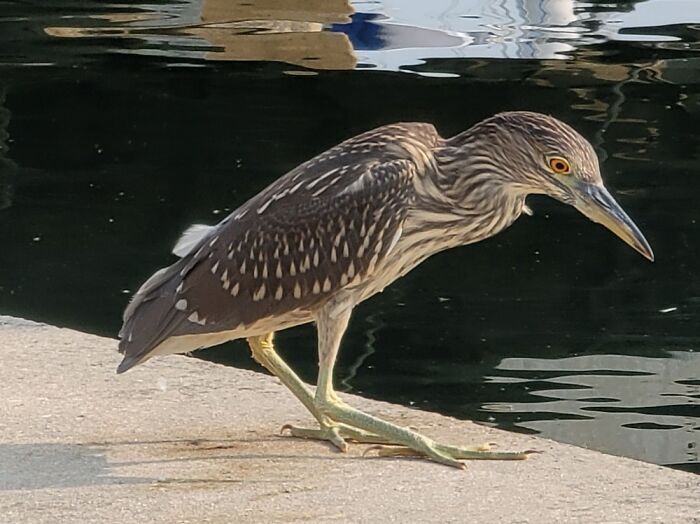 Juvenile, Black-Crowned Night Heron, In Chicago Il, Burnham Harbor