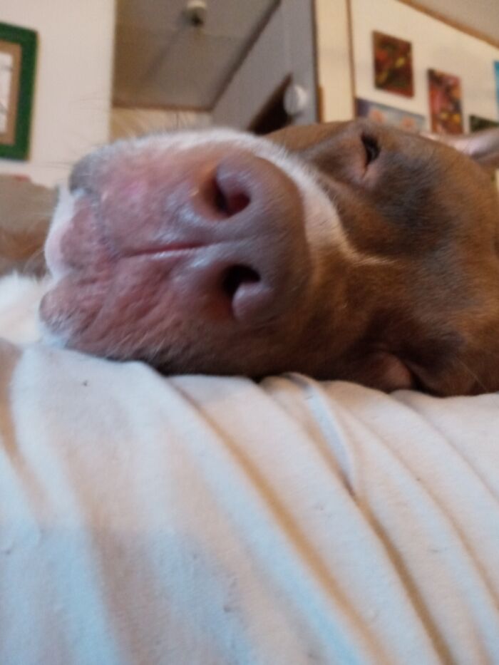 #chockosaurus And His Sweet Piggy 🐽 Nose