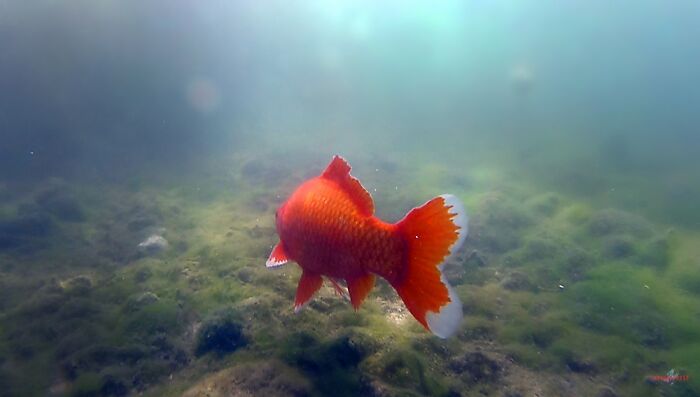 Swimming With Koi Fishies, Crete, Greece.