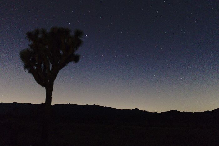 Joshua Tree National Park